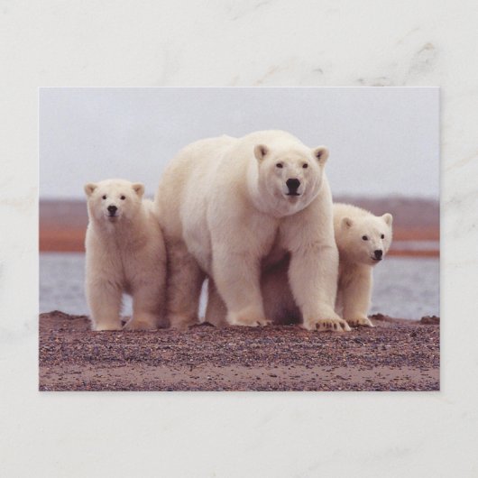 Polar Bear Family Mother and Cubs Photo Briefkaart (Voorkant)