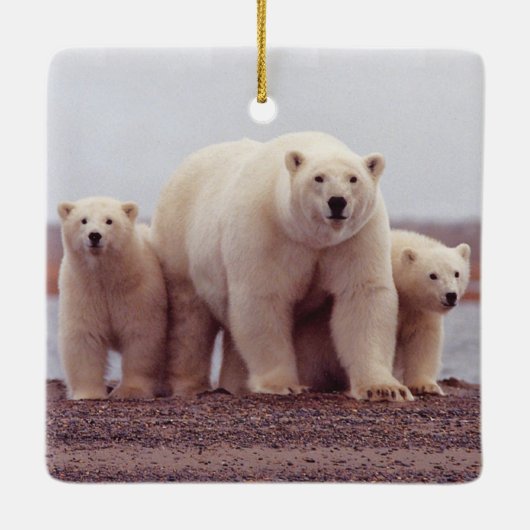 Polar Bear Family Mother and Cubs Photo Keramisch Ornament (Achterkant)