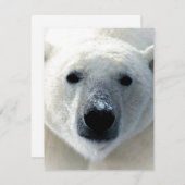 Polar Bear Flat Card (Voorkant / Achterkant)