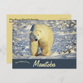 Polar Bear in Churchill Manitoba Canada Briefkaart (Voorkant / Achterkant)