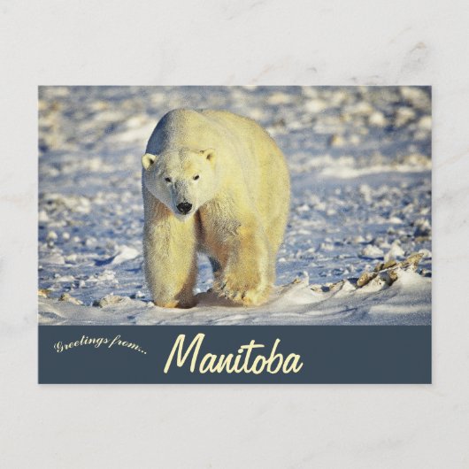 Polar Bear in Churchill Manitoba Canada Briefkaart (Voorkant)