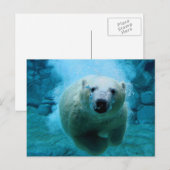 Polar Bear In Water Briefkaart (Voorkant / Achterkant)