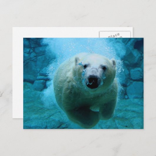 Polar Bear In Water Briefkaart (Voorkant / Achterkant)