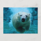 Polar Bear In Water Briefkaart (Voorkant)