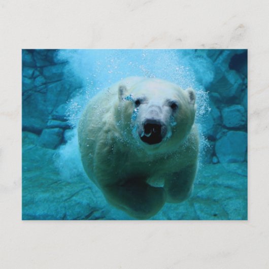 Polar Bear In Water Briefkaart (Voorkant)