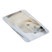 Polar Bear Magneet (Rechterzijde)