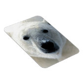Polar Bear Magneet (Rechterzijde)