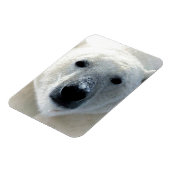 Polar Bear Magneet (Linkerzijde)