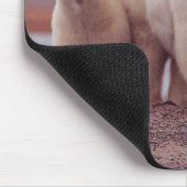 Polar Bear Mother and Cubs Photo Muismat (Hoek)