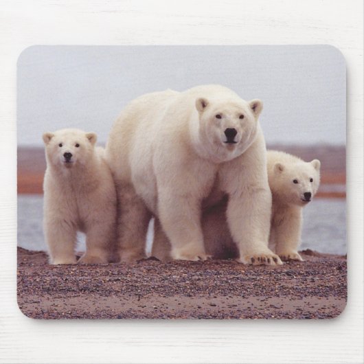 Polar Bear Mother and Cubs Photo Muismat (Voorkant)
