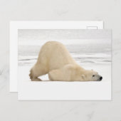Polar bear scratching itself on frozen tundra briefkaart (Voorkant / Achterkant)