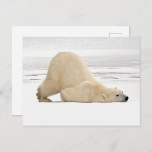 Polar bear scratching itself on frozen tundra briefkaart (Voorkant / Achterkant)