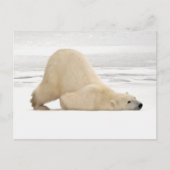 Polar bear scratching itself on frozen tundra briefkaart (Voorkant)