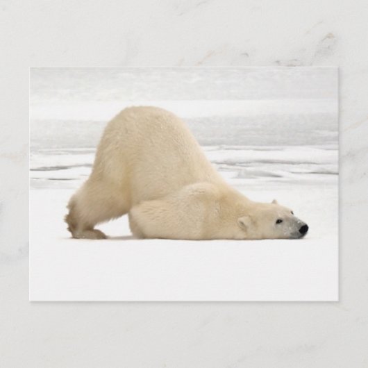 Polar bear scratching itself on frozen tundra briefkaart (Voorkant)