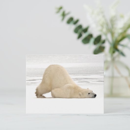 Polar bear scratching itself on frozen tundra briefkaart (Staand voorkant)