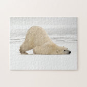 Polar bear scratching itself on frozen tundra legpuzzel (Horizontaal)