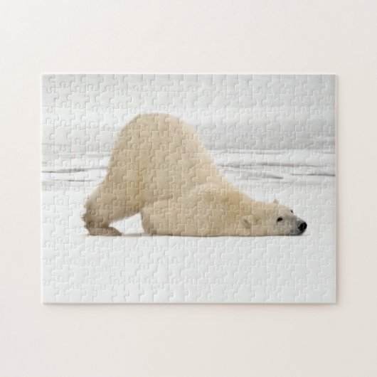 Polar bear scratching itself on frozen tundra legpuzzel (Horizontaal)