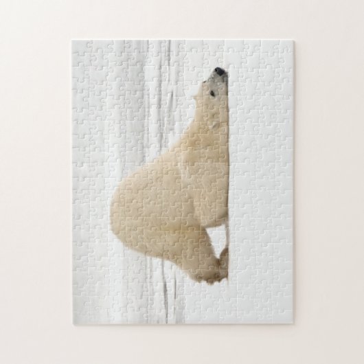 Polar bear scratching itself on frozen tundra legpuzzel (Verticaal)