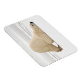 Polar bear scratching itself on frozen tundra magneet (Rechterzijde)