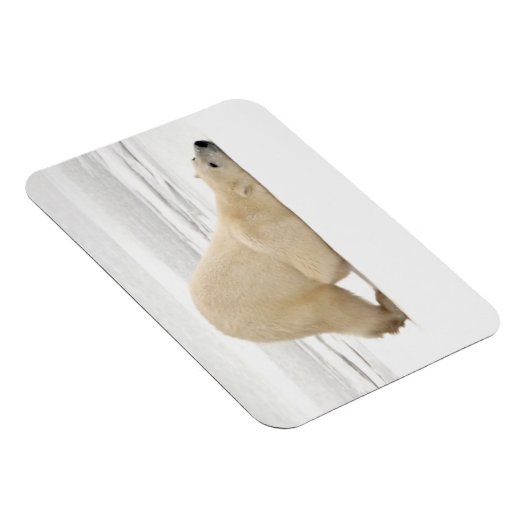 Polar bear scratching itself on frozen tundra magneet (Rechterzijde)