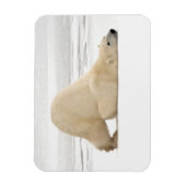 Polar bear scratching itself on frozen tundra magneet (Verticaal)