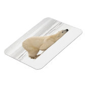 Polar bear scratching itself on frozen tundra magneet (Linkerzijde)