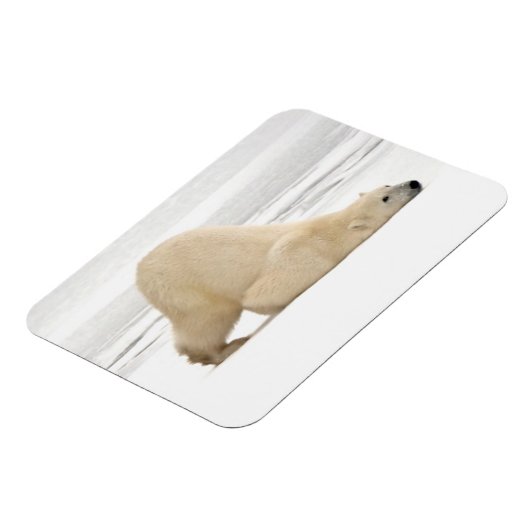 Polar bear scratching itself on frozen tundra magneet (Linkerzijde)
