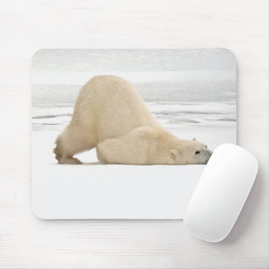 Polar bear scratching itself on frozen tundra muismat (Met muis)
