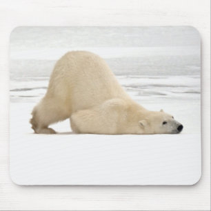 Polar bear scratching itself on frozen tundra muismat
