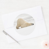 Polar bear scratching itself on frozen tundra ronde sticker (Envelop)