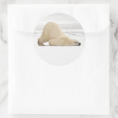 Polar bear scratching itself on frozen tundra ronde sticker (Tas)
