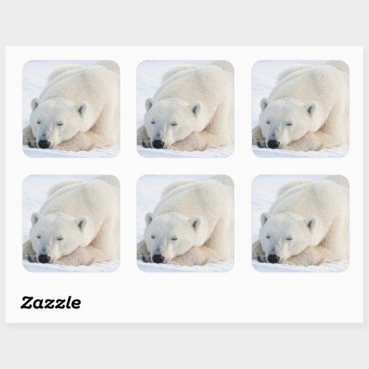 Polar Bear Vierkante Sticker (Vel)