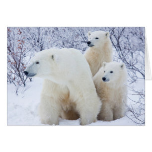 Polar Bears and Two cubs