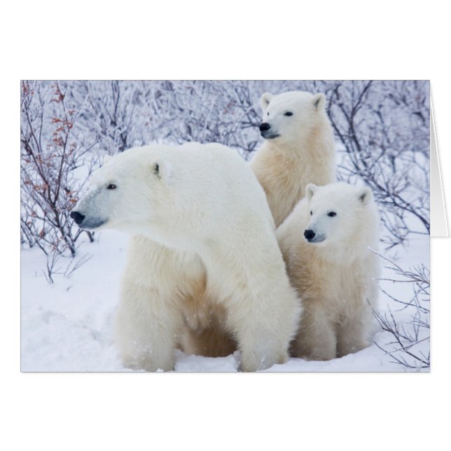 Polar Bears and Two cubs (Voorkant Horizontaal)