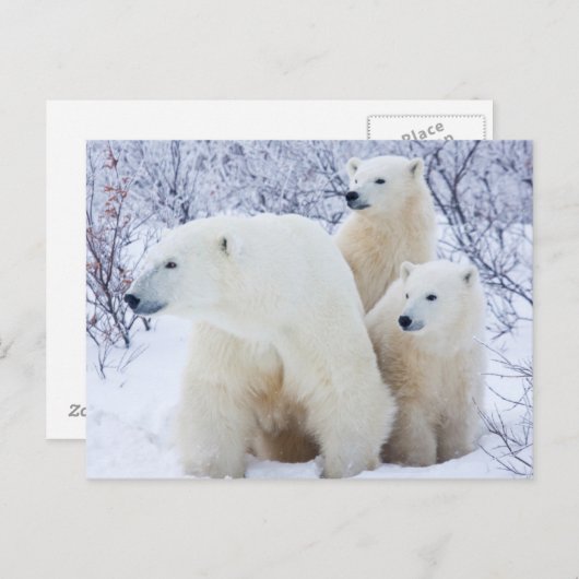 Polar Bears and Two cubs Briefkaart (Voorkant / Achterkant)