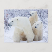 Polar Bears and Two cubs Briefkaart (Voorkant)