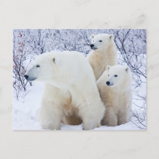 Polar Bears and Two cubs Briefkaart (Voorkant)