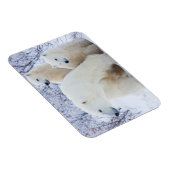 Polar Bears and Two cubs Magneet (Rechterzijde)