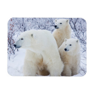 Polar Bears and Two cubs Magneet