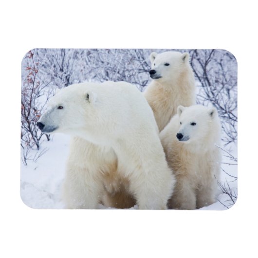 Polar Bears and Two cubs Magneet (Horizontaal)