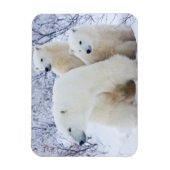 Polar Bears and Two cubs Magneet (Verticaal)