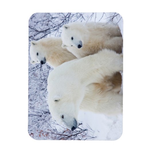 Polar Bears and Two cubs Magneet (Verticaal)