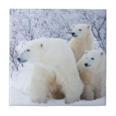 Polar Bears and Two cubs Tegeltje (Voorkant)