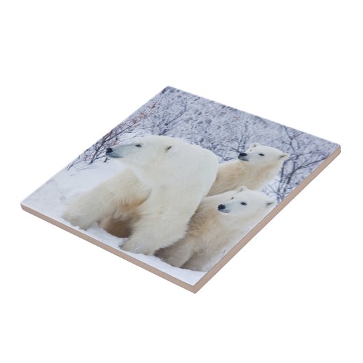 Polar Bears and Two cubs Tegeltje (Zijkant)