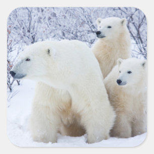 Polar Bears and Two cubs Vierkante Sticker