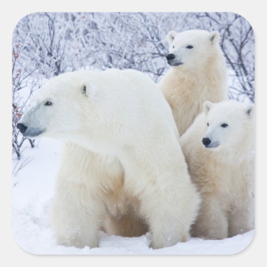 Polar Bears and Two cubs Vierkante Sticker (Voorkant)