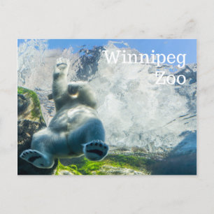 Polar Bears at the Winnipeg Zoo Feestdagenkaart