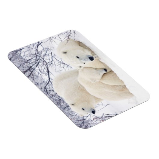 Polar Bears female and Two cubs 3 Magneet (Rechterzijde)