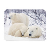 Polar Bears female and Two cubs 3 Magneet (Horizontaal)
