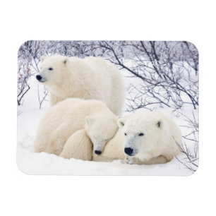 Polar Bears female and Two cubs 3 Magneet